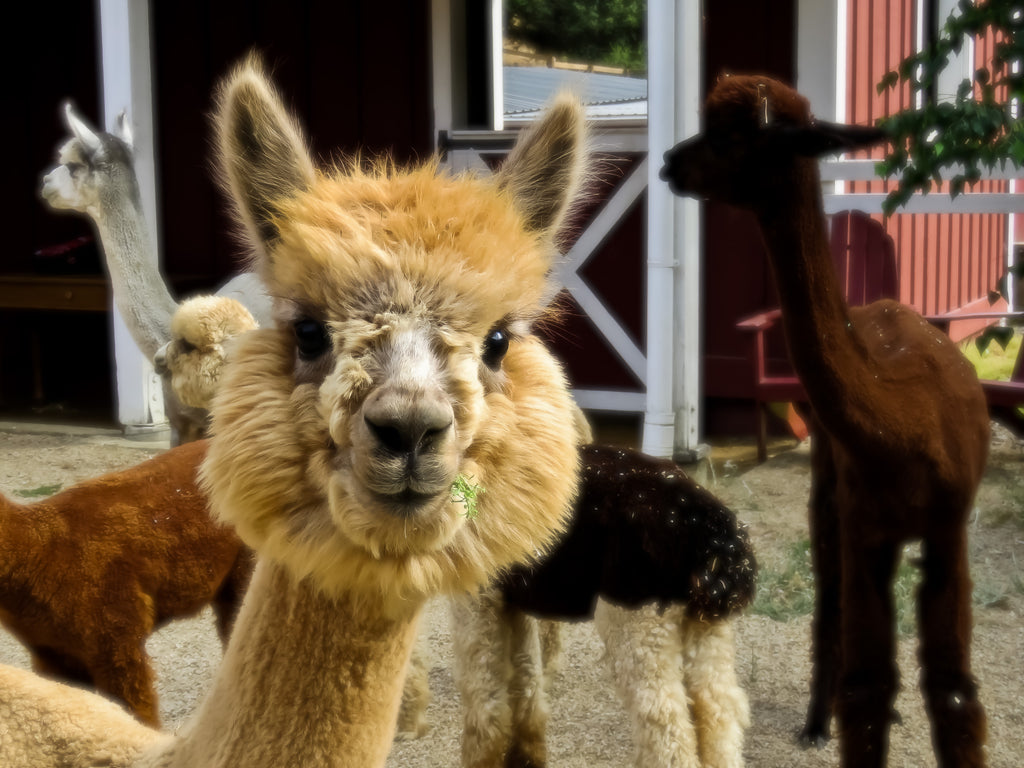 How did Alpacas get to the US?