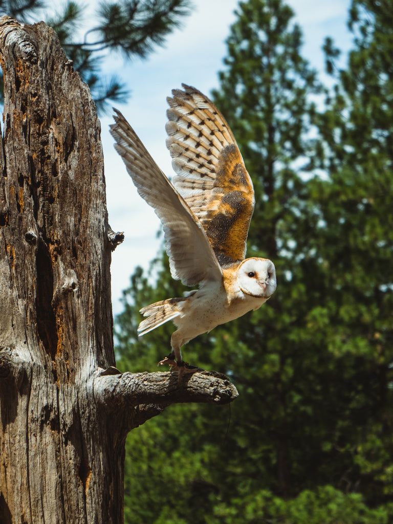 Get to Know the Beautiful Barn Owl