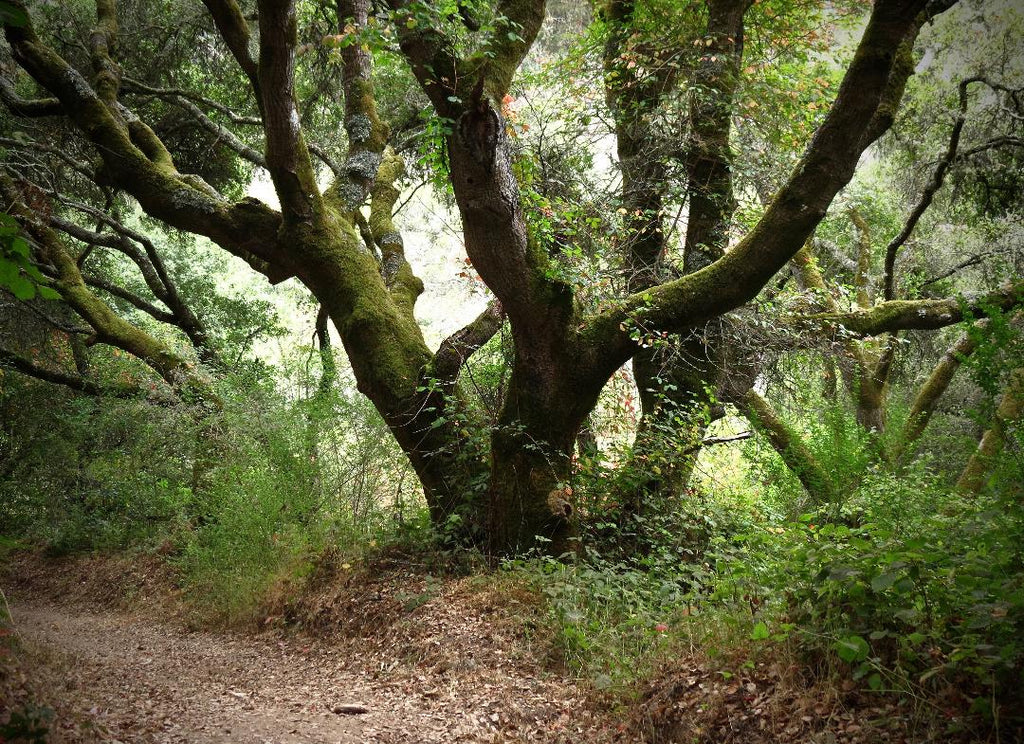Climb Into California Oak